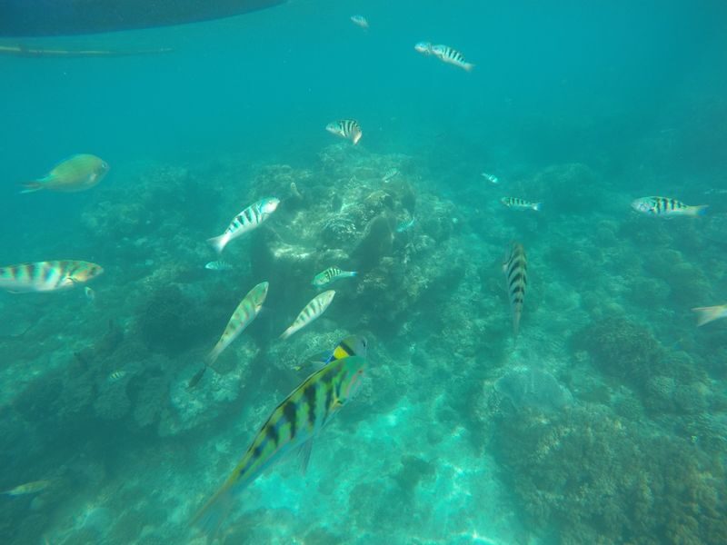 Blue Lagoon and Tanjung Jepun Snorkeling in Padang Bai Bali - Blue Lagoon: your first look underwater