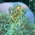 Blue Lagoon Snorkeling in Bali with Optional Activities & Tour - From hotel pickup to lunch and the ride back