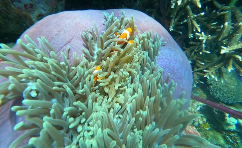 Blue Lagoon Snorkeling in Bali with Optional Activities & Tour - From hotel pickup to lunch and the ride back