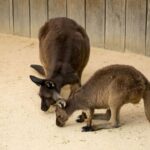 Blue Mountains Day Tour from Sydney - Echo Point and the Three Sisters