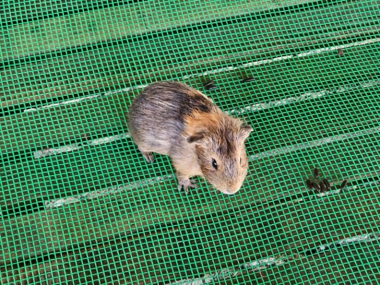 Borneo Kawa Mangrove Wildlife Cruise & Fireflies Spectacle - Afternoon tea and the little farm stop