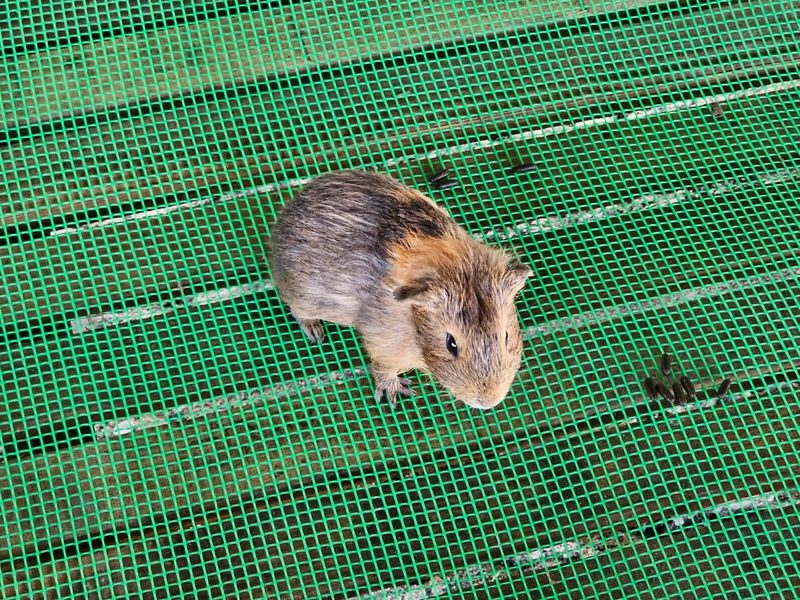 Borneo Kawa Mangrove Wildlife Cruise & Fireflies Spectacle - Afternoon tea and the little farm stop