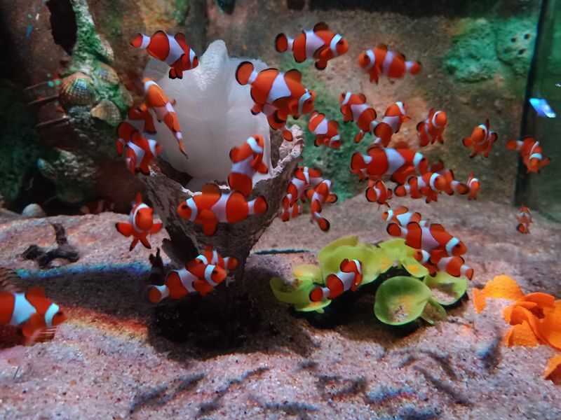 Boutique Aquarium Ticket at The TOP Penang - Touch pools and live reptiles for a hands-on moment