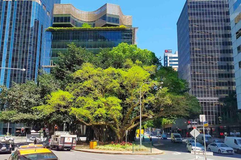Brisbane City Highlights Half-Day Walking Tour - Old buildings, tiny doors and stories with a twist