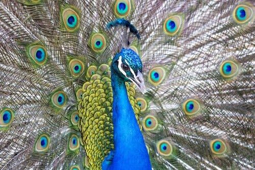Bronx Zoo Ticket in New York - Let feeding times set the rhythm