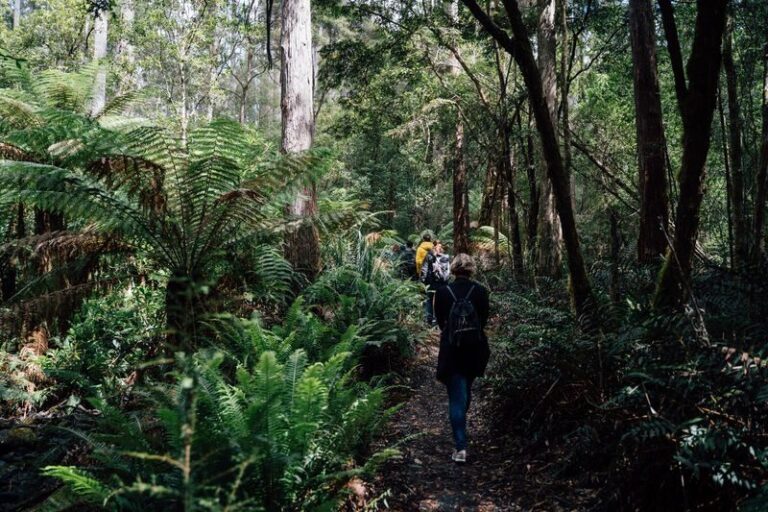 Bruny Island Guided Day Tour - The Neck lookout and its steep climb