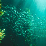 Busselton Jetty Underwater Observatory Experience - What you see below the surface