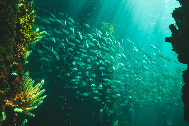 Busselton Jetty Underwater Observatory Experience - What you see below the surface