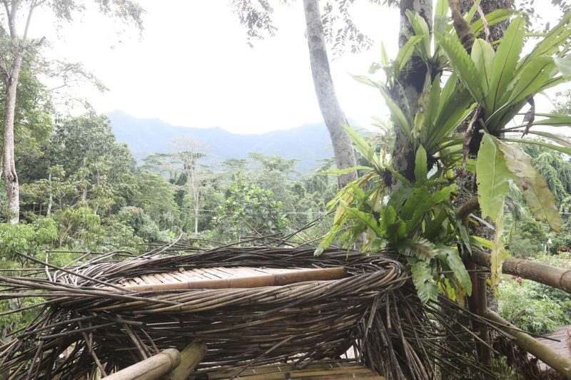 Cacaoyan Forest Park Ticket and Lunch - Walking to the Dao tree and canopy view deck