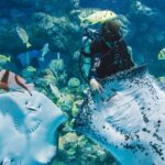 Cairns Aquarium Ticket - The tunnel, shark tank and smaller encounters
