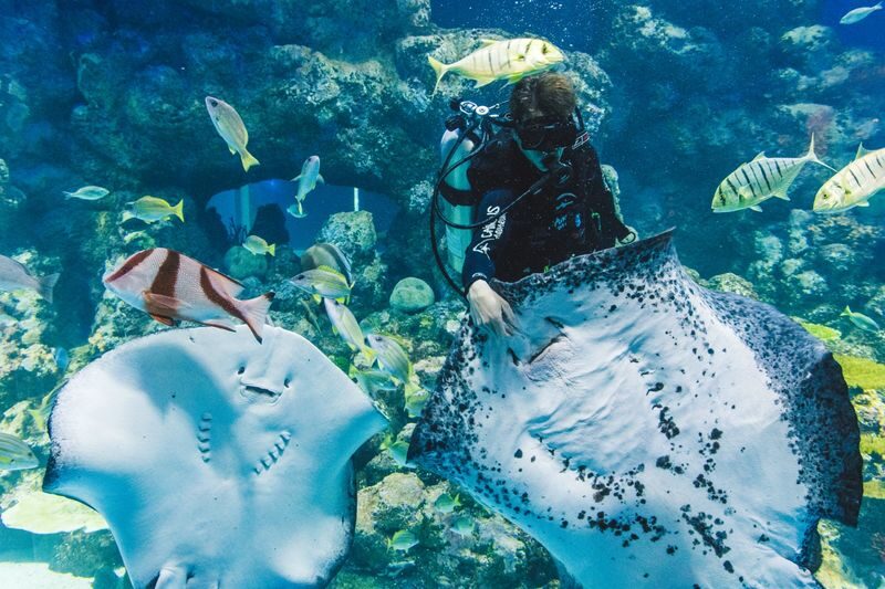 Cairns Aquarium Ticket - The tunnel, shark tank and smaller encounters