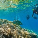 Cairns Great Barrier Reef Full-Day Tour with Helicopter Flight - From Cairns to the pontoon
