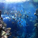 California Academy of Sciences Ticket in San Francisco - Aquarium: marine life takes center stage