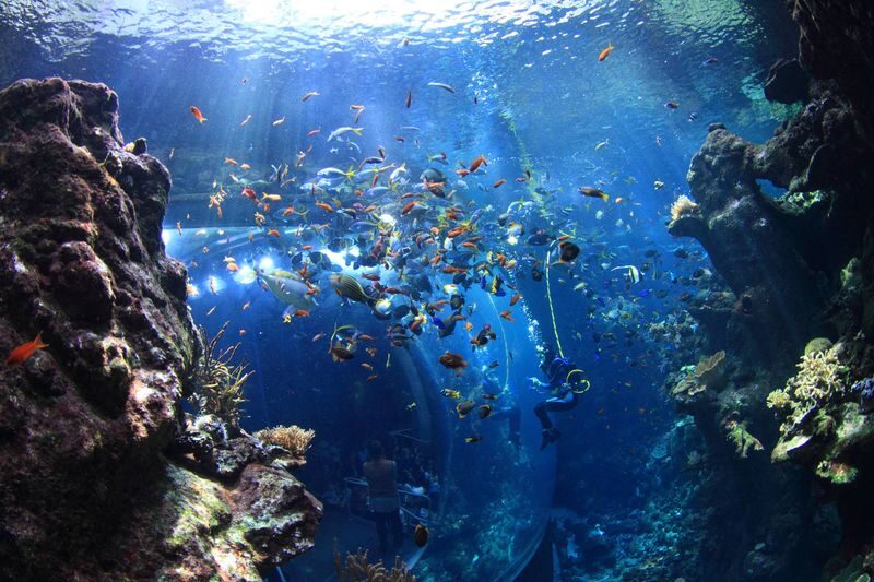 California Academy of Sciences Ticket in San Francisco - Aquarium: marine life takes center stage