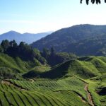 Cameron Highland Private Day Tour from Kuala Lumpur - The 6 a.m. start and the climb north