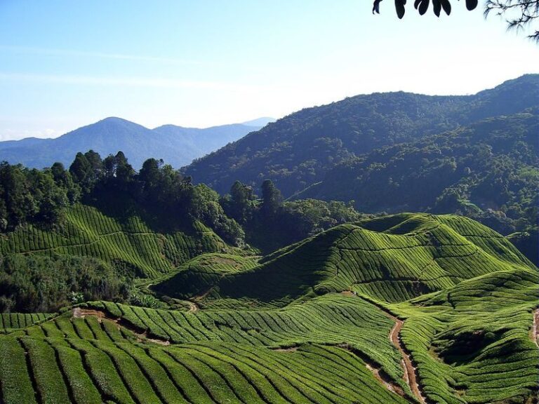 Cameron Highland Private Day Tour from Kuala Lumpur - The 6 a.m. start and the climb north