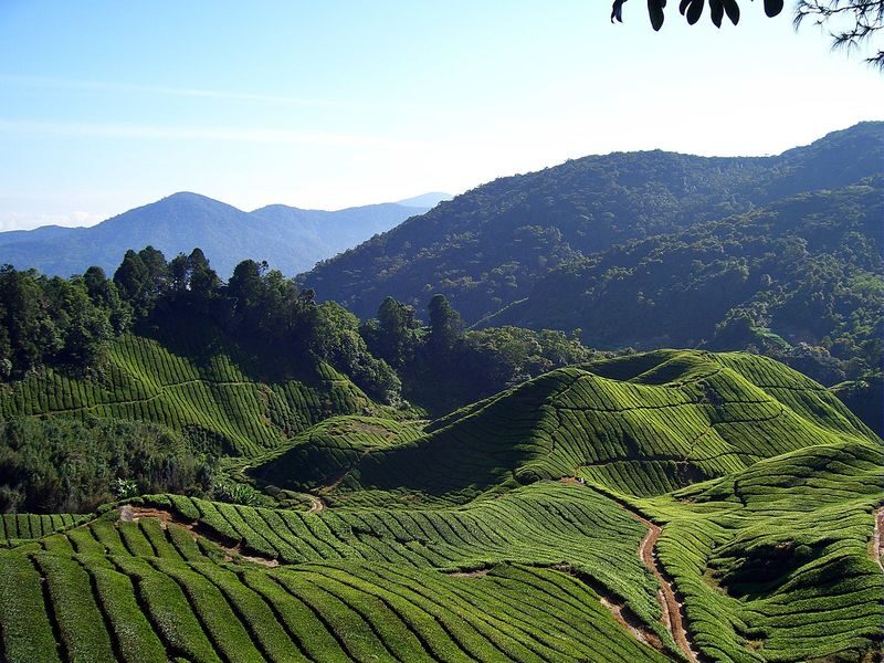 Cameron Highland Private Day Tour from Kuala Lumpur - The 6 a.m. start and the climb north