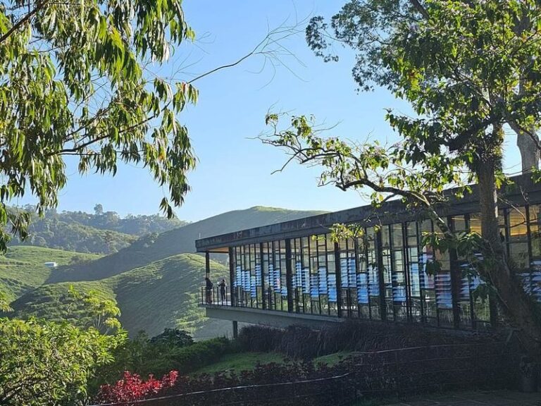 Cameron Highlands and Mossy Forest Half Day Tour - Mossy Forest: the reason to go