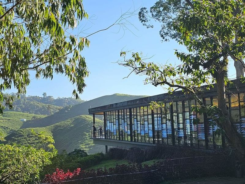 Cameron Highlands and Mossy Forest Half Day Tour - Mossy Forest: the reason to go