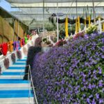 Cameron Highlands Guided Day Tour with Lunch (SIC) - Farms, fruit and small attractions