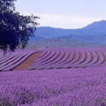 Cameron Highlands Waterfall & Nature Day Tour - Strawberry and cactus farms may be modest