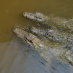 Can Gio Mangrove Forest Premium Speedboat Tour - Can Giuoc Market before the forest