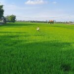 Can Tho Countryside Half-Day Tour By Bike - Fruit plantations and rice fields, with a seasonal caveat