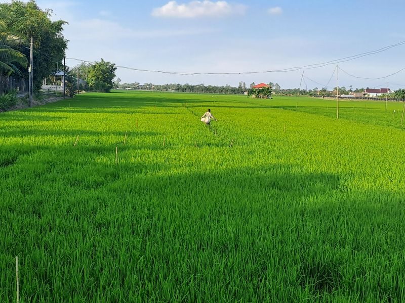Can Tho Countryside Half-Day Tour By Bike - Fruit plantations and rice fields, with a seasonal caveat