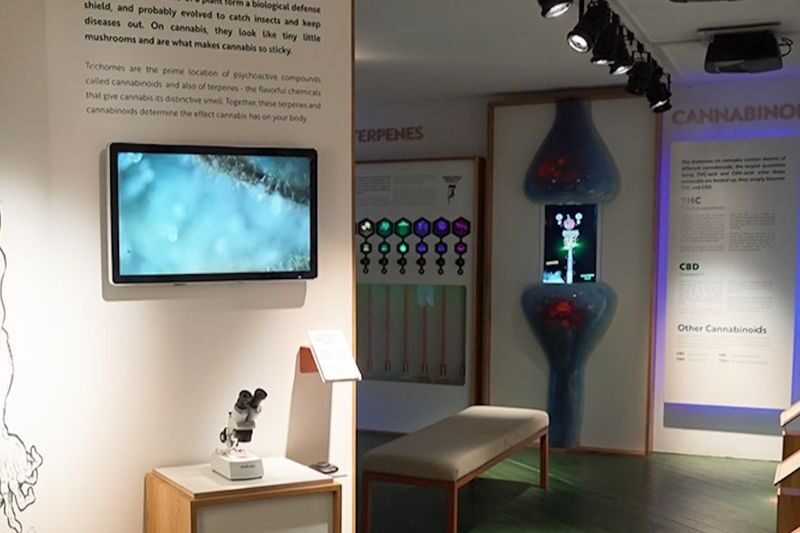 Cannabis Museum Amsterdam Ticket - Follow the story across three floors