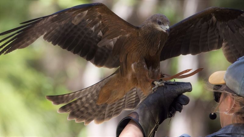 Capes Raptor Centre Ticket in Margaret River - The flight show is the main event