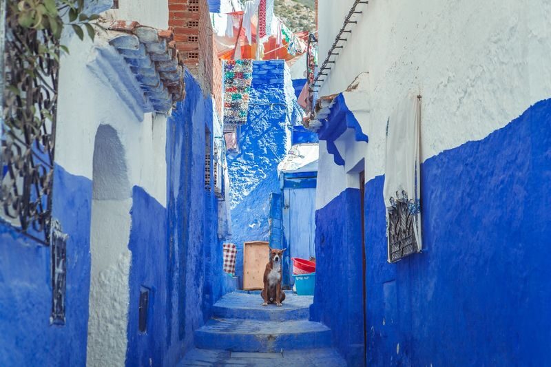 Casablanca: Chefchaouen Full-Day Private Tour - Start at the medina and let the lanes lead you