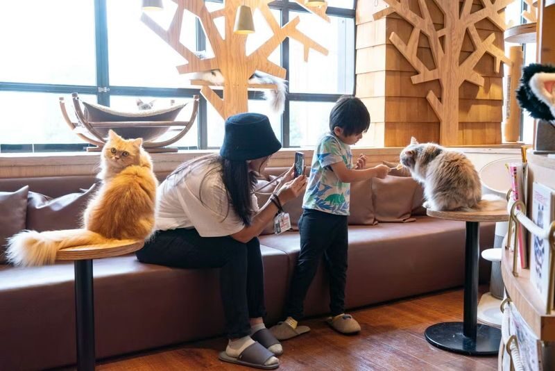 Cat Cafe MOCHA (Ikebukuro Main Store) - What the one-day pass buys