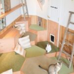 Cat Cafe MOCHA in Harajuku - Settling in with cats, manga and a view