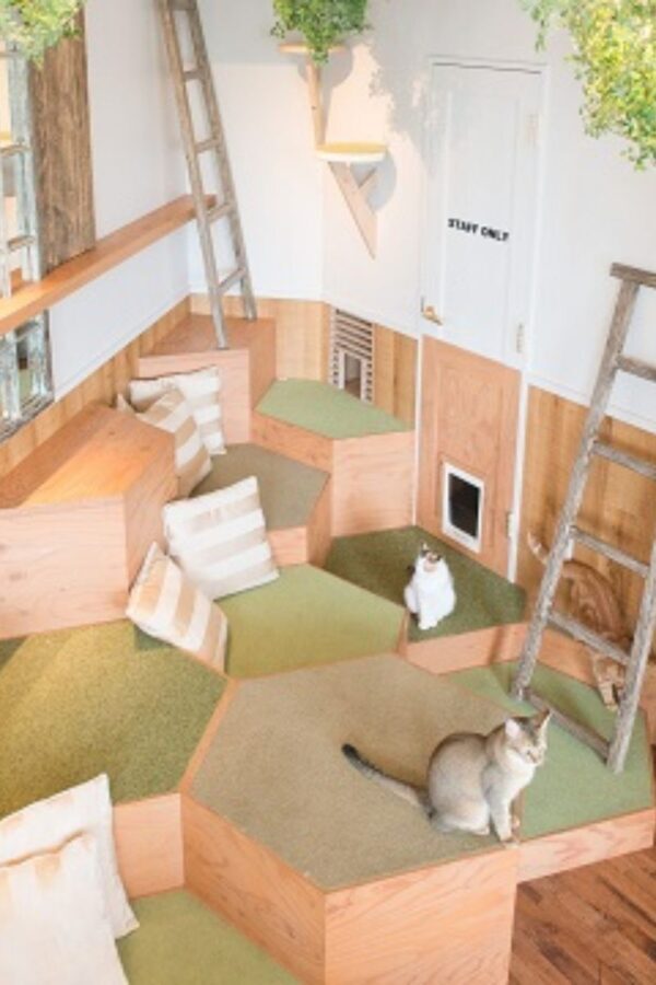 Cat Cafe MOCHA in Harajuku - Settling in with cats, manga and a view