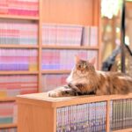 Cat Cafe MOCHA in Shinjuku - Getting settled among the cats