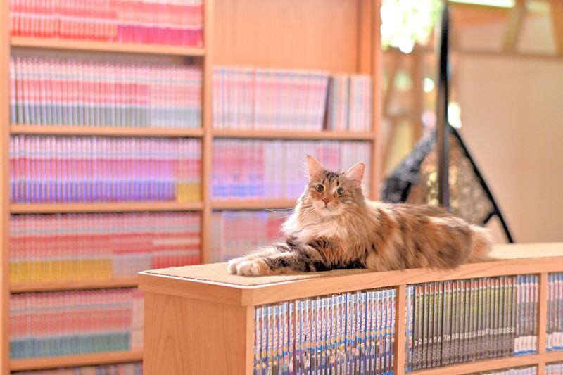Cat Cafe MOCHA in Shinjuku - Getting settled among the cats