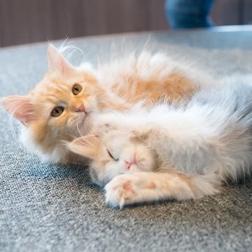 Cat Cafe MOCHA (Shibuya Center-gai) - What your visit looks like