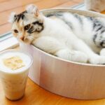 Cat Cafe MOFF SHIMINT HIROSHIMA - A calm cat break in central Hiroshima