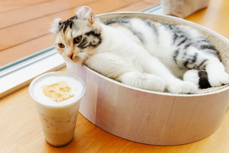 Cat Cafe MOFF SHIMINT HIROSHIMA - A calm cat break in central Hiroshima