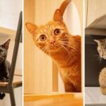 Cat Lounge and Coworking in Singapore - Settling in at 4A Jalan Klapa