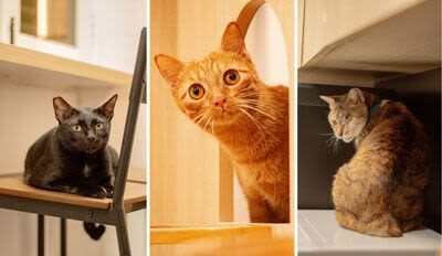 Cat Lounge and Coworking in Singapore - Settling in at 4A Jalan Klapa