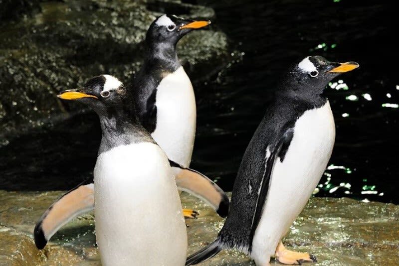 Central Park Zoo Ticket in New York City - The Tropic Zone brings the indoors to life