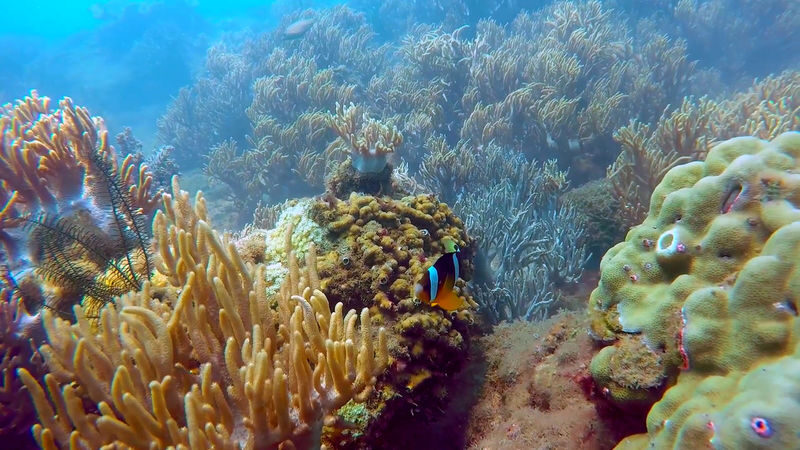 Cham Islands Sea Walk and Snorkeling Experience by Speedboat from Da Nang - The island stops combine culture and sea time