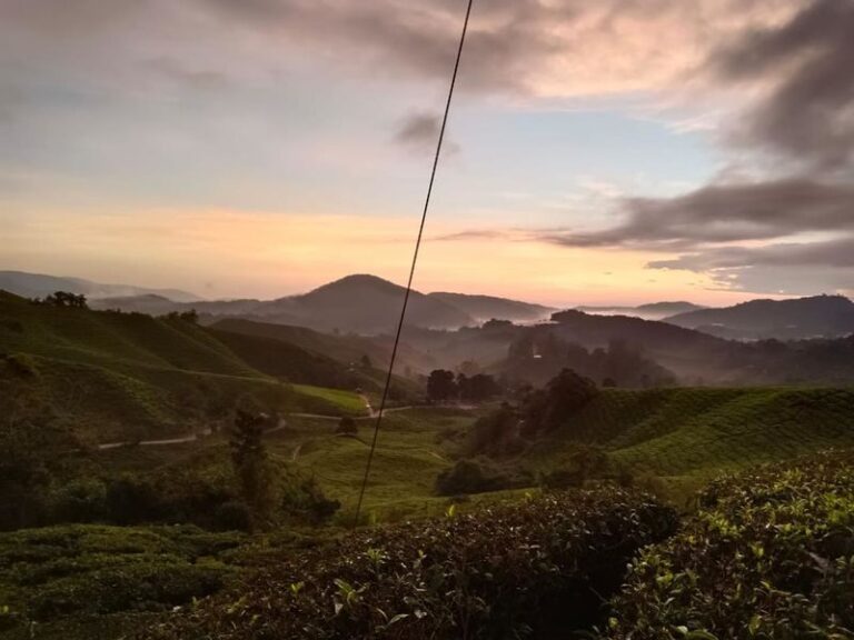 Chasing Dawn - Cameron Highlands Sunrise & Mossy Forest Tour - What the Mossy Forest walk adds
