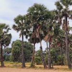 Chau Doc Khmer Village Half-Day Private Cultural Tour - Palm juice, fruit, and sugar in the field