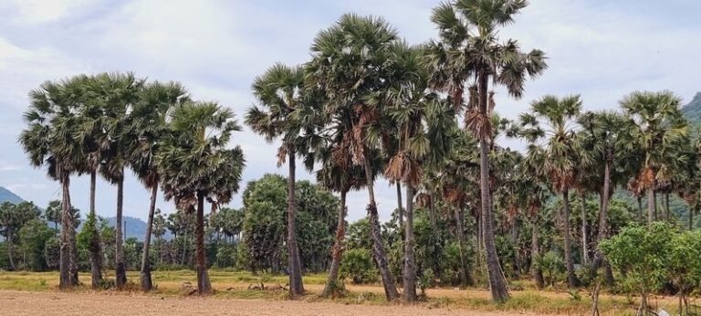 Chau Doc Khmer Village Half-Day Private Cultural Tour - Palm juice, fruit, and sugar in the field