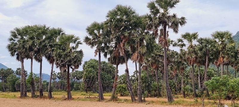 Chau Doc Khmer Village Half-Day Private Cultural Tour - Palm juice, fruit, and sugar in the field