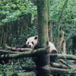 Chengdu Dujiangyan & Panda Valley Day Experience - Panda Base: the English-language route