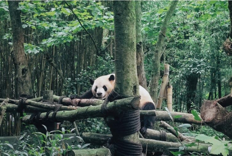 Chengdu Dujiangyan & Panda Valley Day Experience - Panda Base: the English-language route