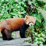 Chengdu Dujiangyan Red Panda Forest Park - Following the boardwalks to find the red pandas